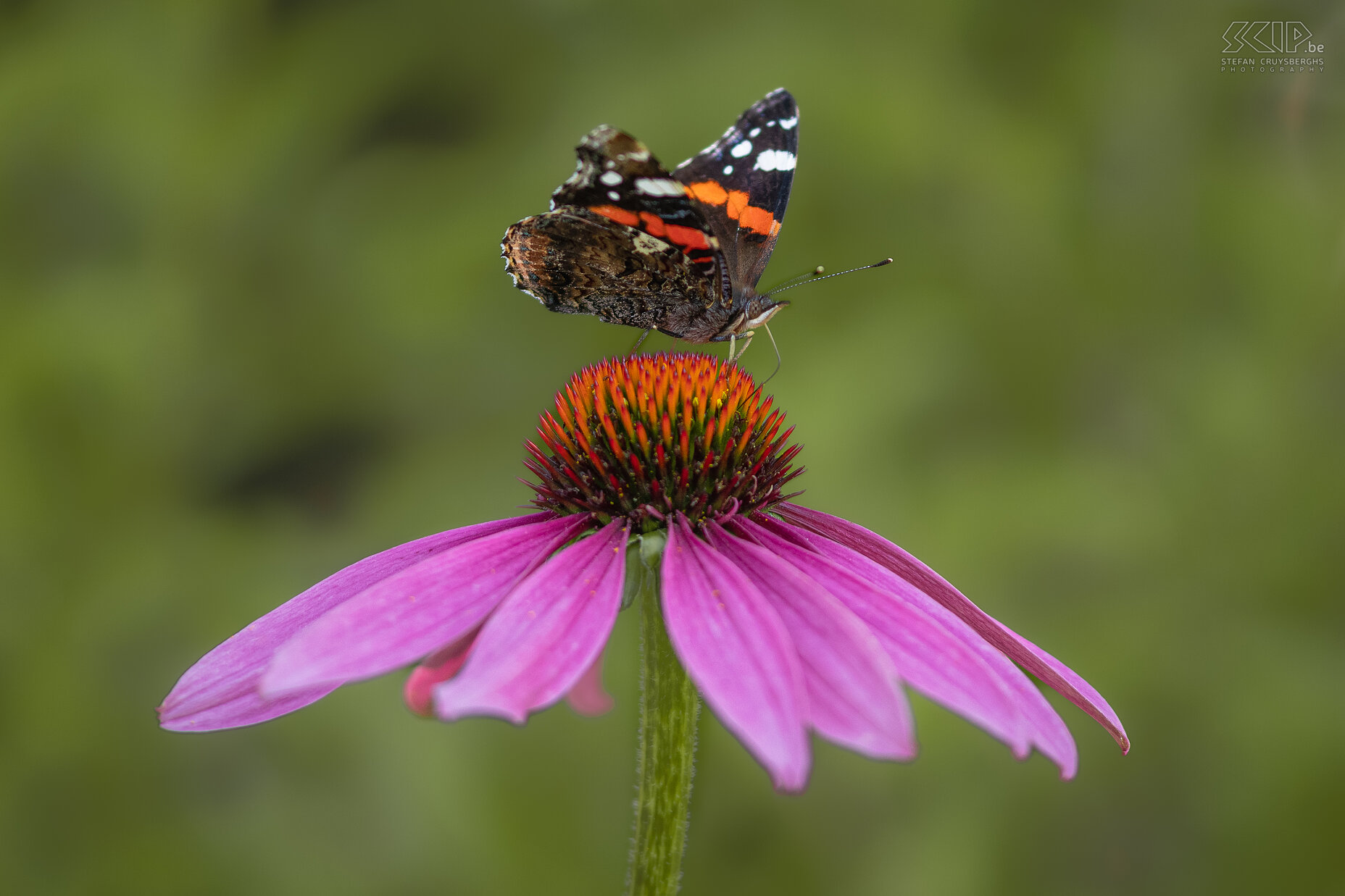 Vlinders - Atalanta Atalanta / Red admiral / Vanessa atalanta Stefan Cruysberghs